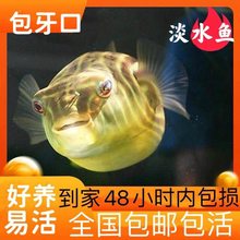 斑马狗头河豚鱼斑狗头鱼苗热带鱼观赏鱼淡水河豚凶猛鱼苗活体包邮