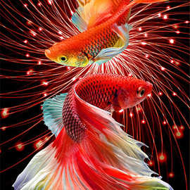 5d钻石画双锦鲤点钻十字绣2022新款客厅吉祥金鱼竖版砖石绣满钻绣