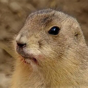 家庭宠物 萌宠展专用 温顺可爱 亲人土拨鼠-阿里巴巴