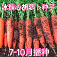 日本坂田红胡萝卜杂交种 红心胡萝卜种子 红色胡萝卜种籽红芯红
