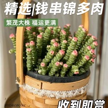 彩色钱串多肉大盆多肉植物钱串子多头群生罕见肉肉室内花盆栽老桩