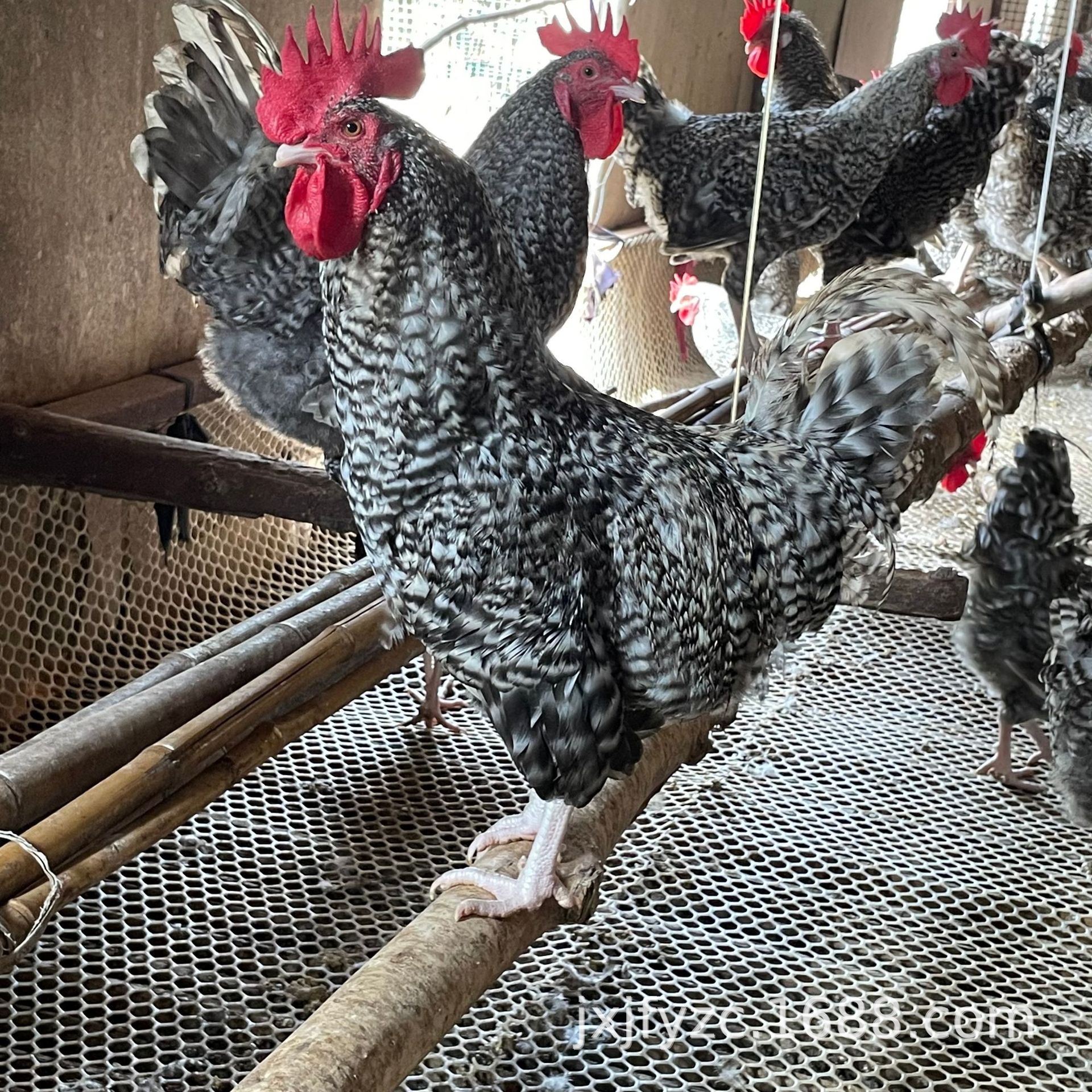 芦花鸡养殖场批发能下蛋的黑羽芦花鸡母鸡苗脱温半斤鸡苗活体鸡蛋