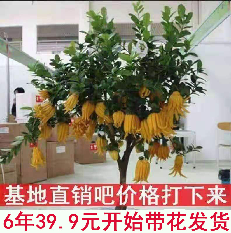 佛手盆栽金华佛手盆景带果发货千佛手苗庭院阳台室内客厅绿植花卉