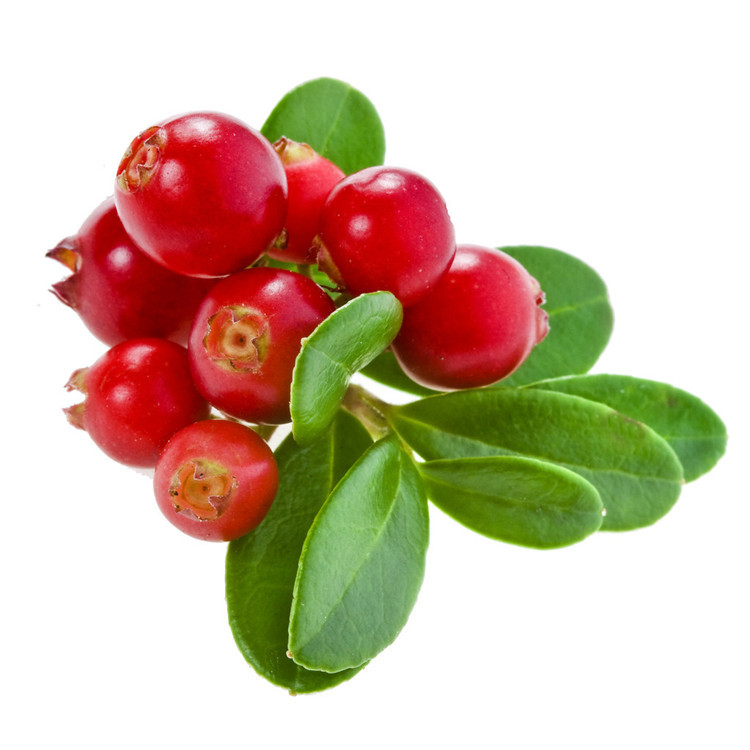 越橘花青素25% 现货供应 越橘提取物 花青素1~25% 欢迎咨询