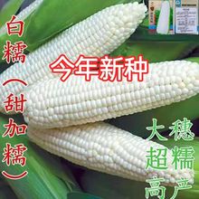白糯玉米种子大棒玉米高产甜玉米种子四季早中熟白玉米蔬菜种子籽