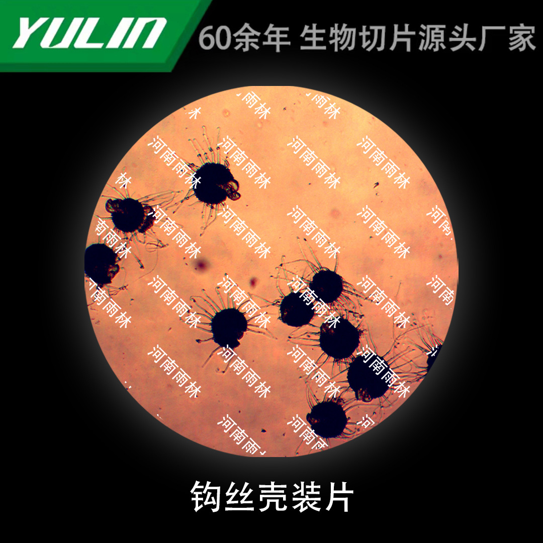 钩丝壳装片生物显微镜标本动物植物细胞载玻片观察实验高校-阿里巴巴