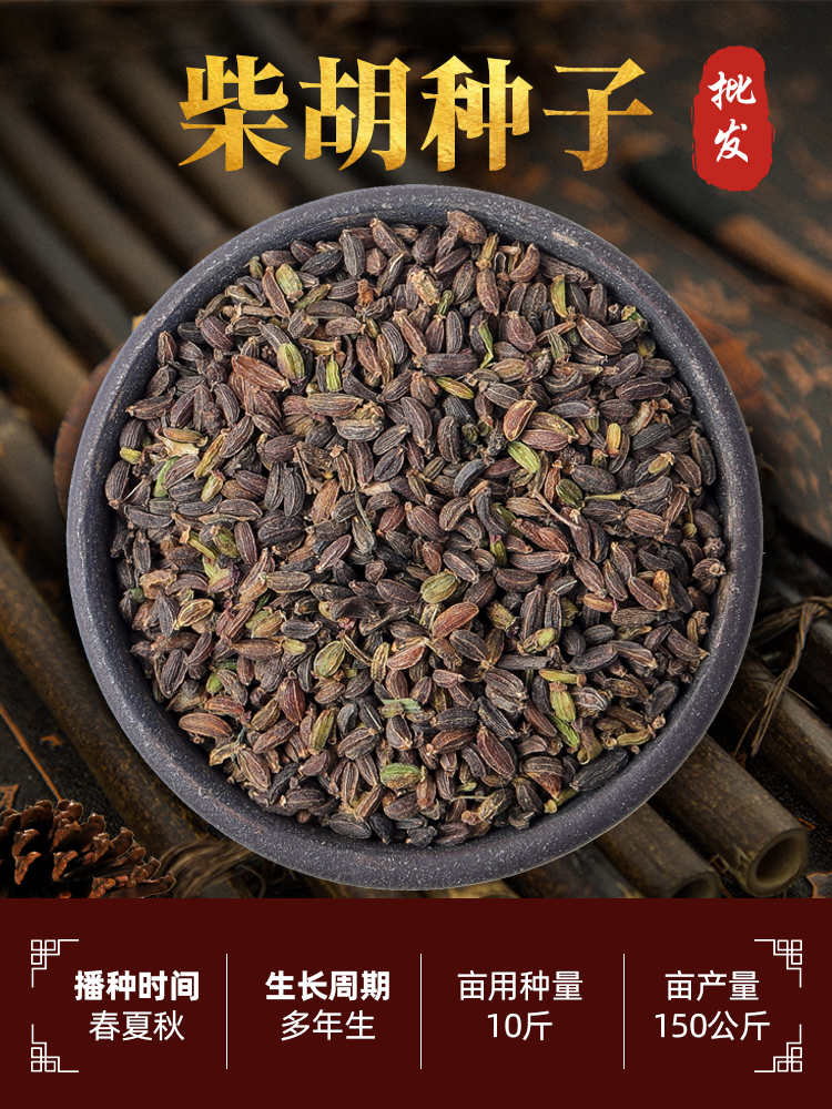 柴胡种子抗旱黑柴胡中草药种籽种苗省人工四季种植林地玉米地套种