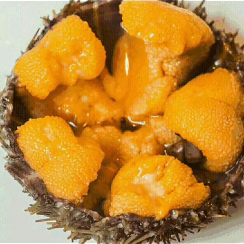 海胆新鲜