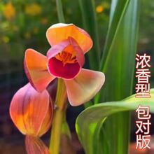 价 名品 兰花苗 细叶 兰花 春兰  春剑 莲瓣兰  开花浓香好养