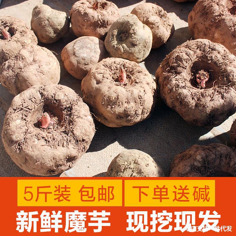 云南新鲜魔芋生魔芋头制作魔芋豆腐原料5斤山区种现挖现发鲜魔芋