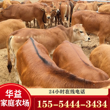 小肉牛的价格 鲁西黄牛价钱 哪里有黄牛犊 母牛价格 肉牛养殖技术