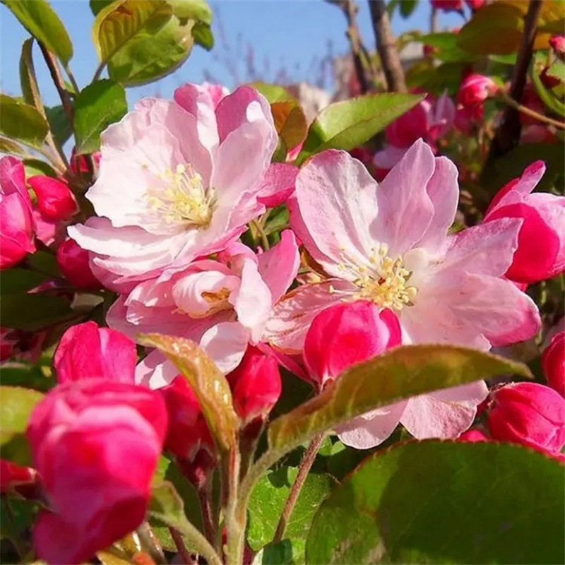 八棱海棠种子八棱海棠树种子海棠花种子海棠籽嫁接苹果砧林木种子