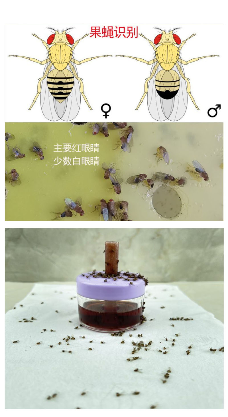 蚊虫捕集器苍蝇蟑螂诱捕器家用酒店宾馆汽车学校网红新款香薰瓶装