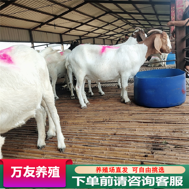 活羊3-4个月的波尔山羊羊羔价格 波尔山羊养殖场大量出售育肥羊羔