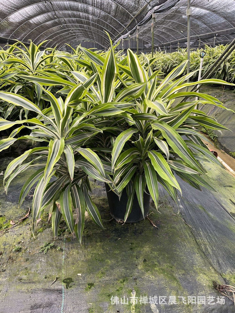 金心也门铁盆栽巴西铁室内大型客厅办公花卉植物香龙血树观叶绿植