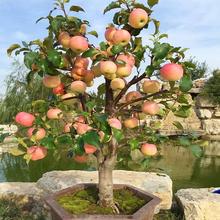 批发苹果树果苗矮化盆栽地栽特大南方北方种植当年结果嫁接鸡心苹