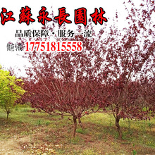 常年批发紫叶碧桃苗 紫叶桃 绿化苗木 气味芳香庭院观赏盆栽装饰