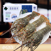 批发鲜活速冻小青龙虾 冷冻青龙仔 龙虾仔 海虾海鲜冻品 烧烤食材