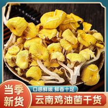 新货鸡油菌干货云南特产黄蘑黄丝菌黄金蘑菇菌菇香菇煲汤净重批发