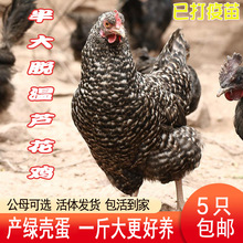 一斤纯种芦花鸡活体活鸡脱温芦花鸡活苗散养土鸡芦花鸡小鸡苗种蛋