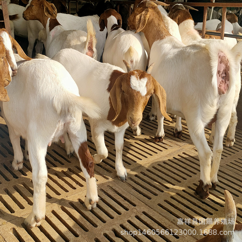 育肥肉羊 杜泊绵羊 波尔山羊羊苗 浙江宁波白山羊羊崽活体羊价格