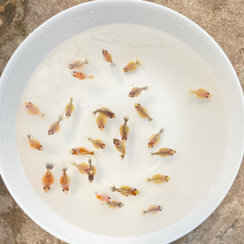 观赏冷水金鱼蝶尾珍珠兰寿水墨奶牛红白五花玉兔小鱼苗宠物及园艺