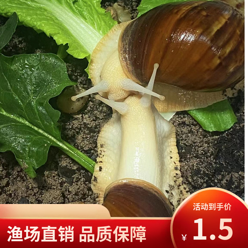 蜗牛批发学生观赏实验大蜗牛摆摊批发零售白玉蜗牛繁殖观赏宠物活