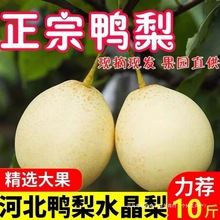 【包邮】河北鸭梨//斤装当季新鲜水果批发梨子皇冠梨雪花梨水晶梨