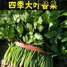 四季大叶香菜种子香菜籽春夏耐热耐寒耐抽苔芫荽种子阳台盆栽蔬菜