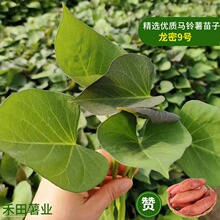 商薯19白心板栗红薯苗高产种植白薯苗种地瓜番薯苗山芋秧苗红著苗