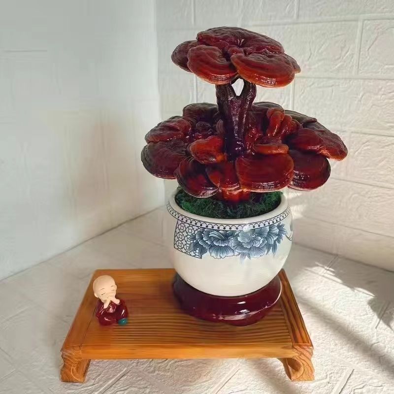 趣味种植灵芝盆景观赏灵芝盆栽创意室内办公植物-阿里巴巴