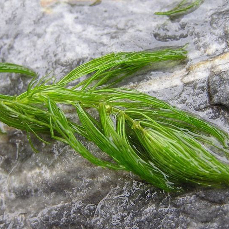 批发金鱼藻 水生沉水植物养鱼金鱼藻 水体绿化净化水质