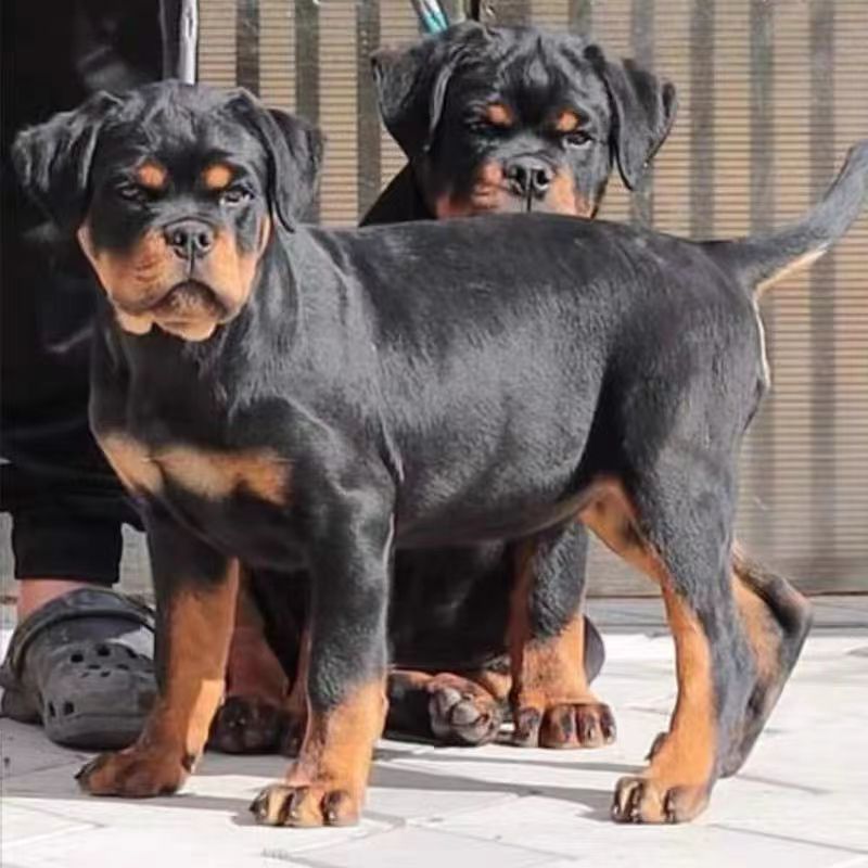 纯种德系罗威纳犬幼犬活体忠诚警惕性高罗威纳大型犬家庭护卫犬