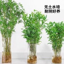 水培植物米竹室内盆栽富贵竹南天竹盆景绿植小叶百合竹子花卉好养