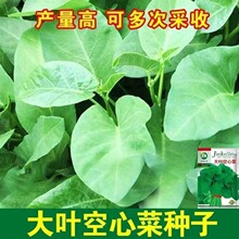 大叶空心菜种子圆叶空心菜大叶空心菜四季春夏季阳台盆栽蔬菜种子