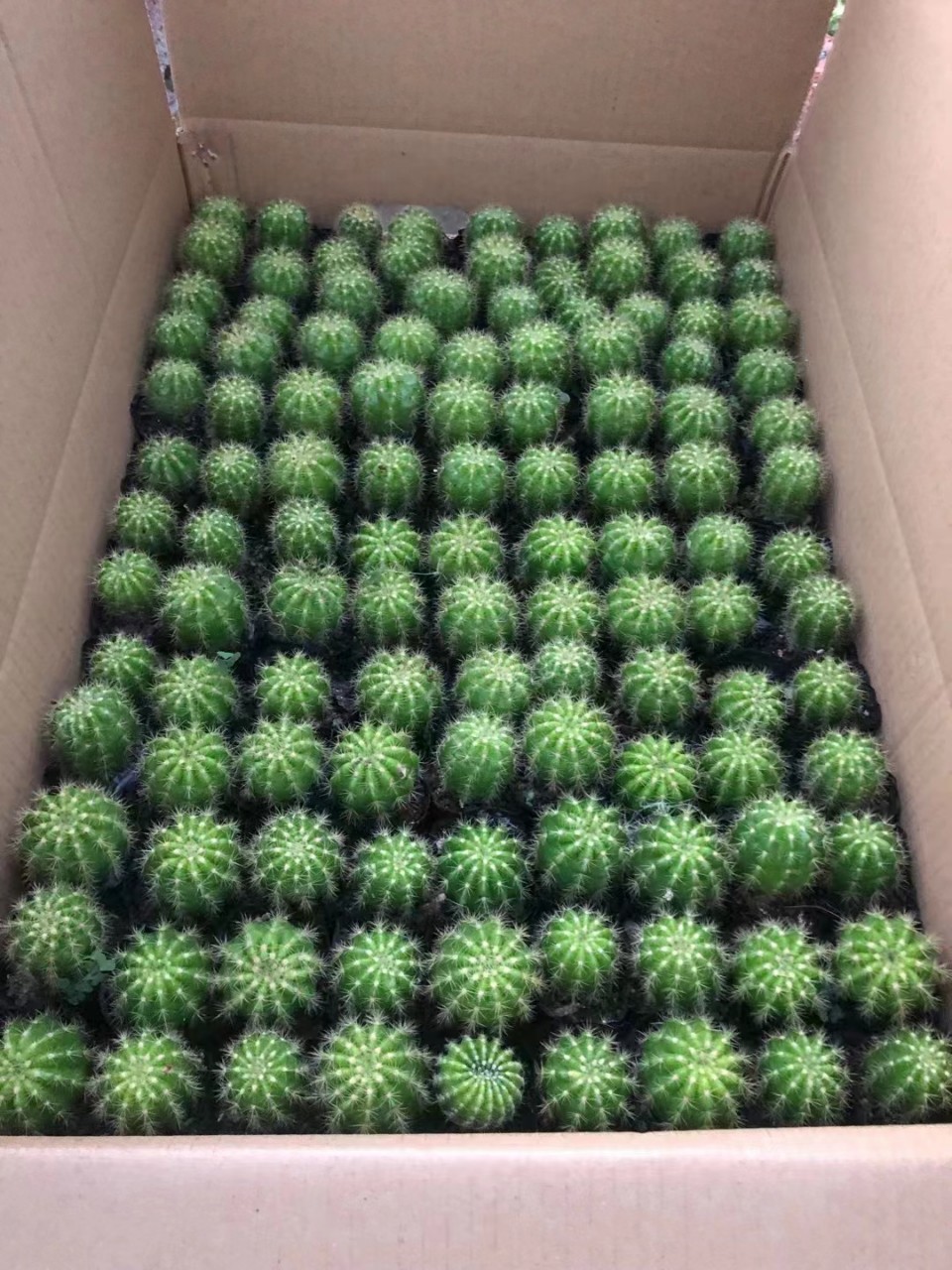 仙人球金盛丸玻璃球盆栽迷你掌形沙漠奇趣景天科绿色绿植