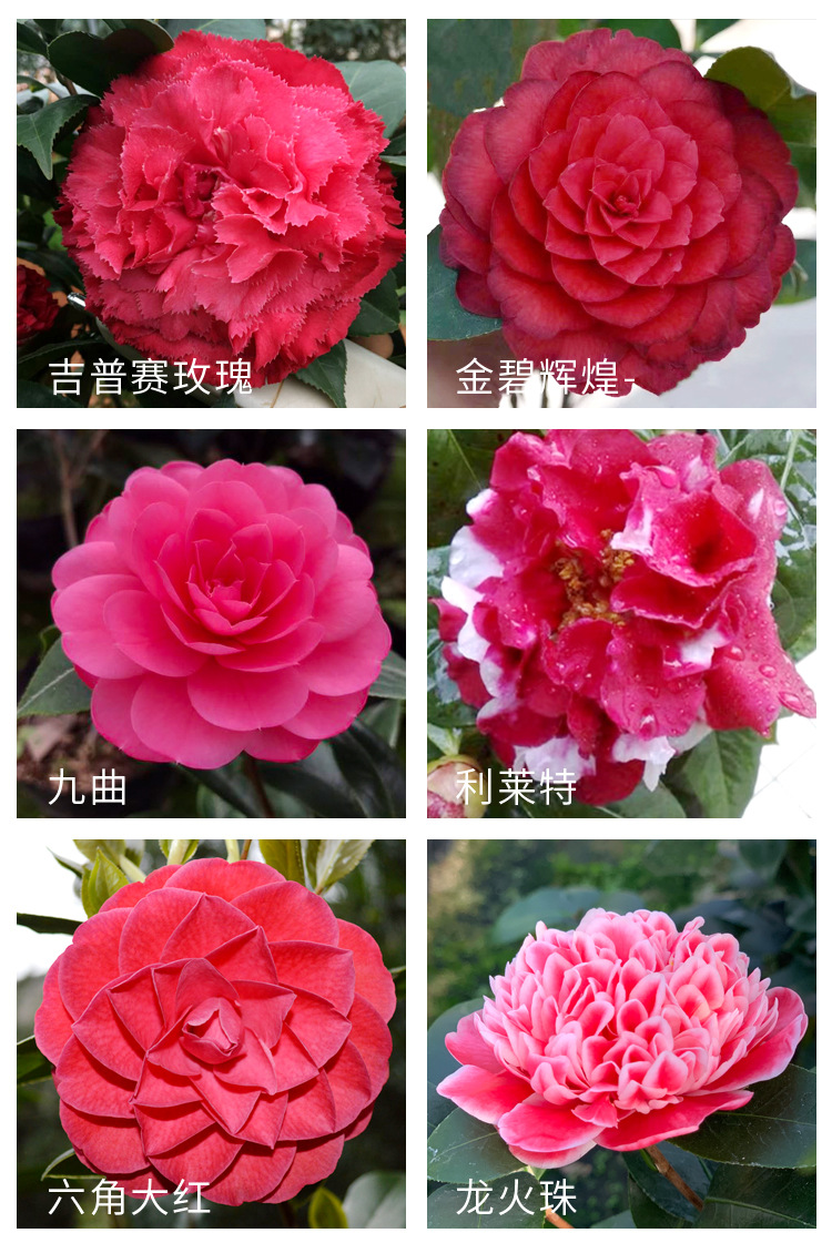 商品描述规格埃尔西朱瑞,爱丽丝姑娘,白瑞琪,白天鹅,伯拜范,茶花仙子