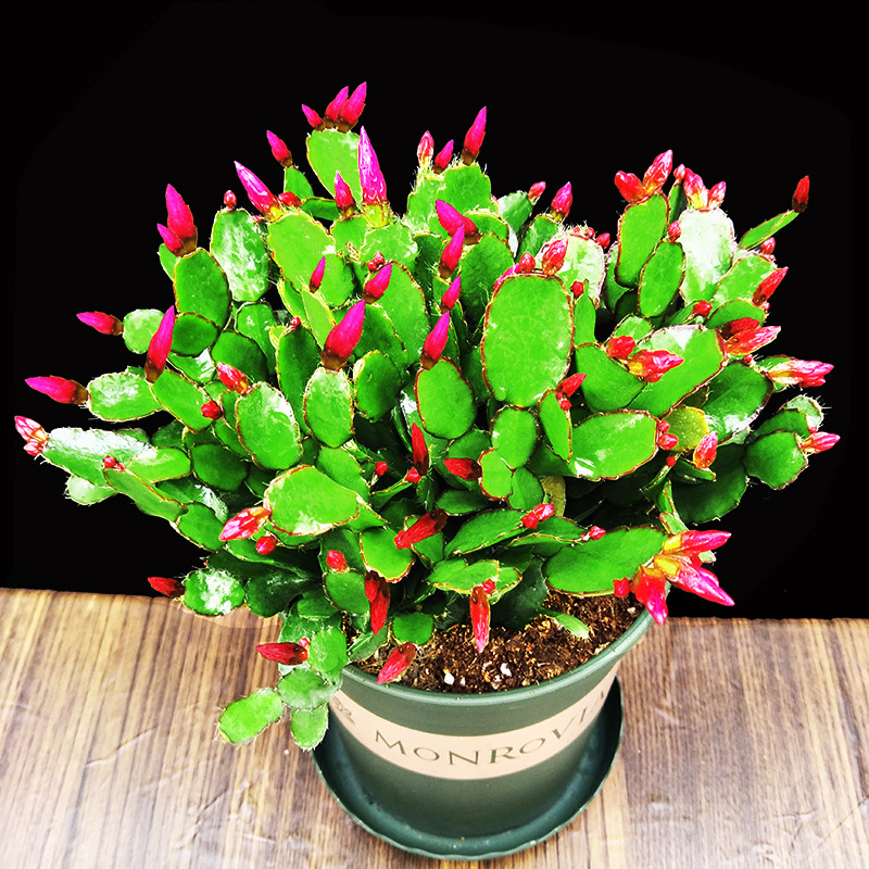 新品种假昙花仙人指植物花嫁接蟹爪兰苗盆栽带根花苞多色落花之舞