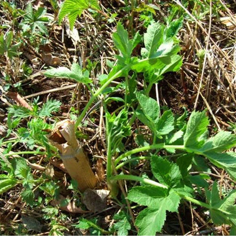 东北新鲜老桑芹黑瞎芹现野生山菜大叶采摘产地直发1斤5斤春季食材