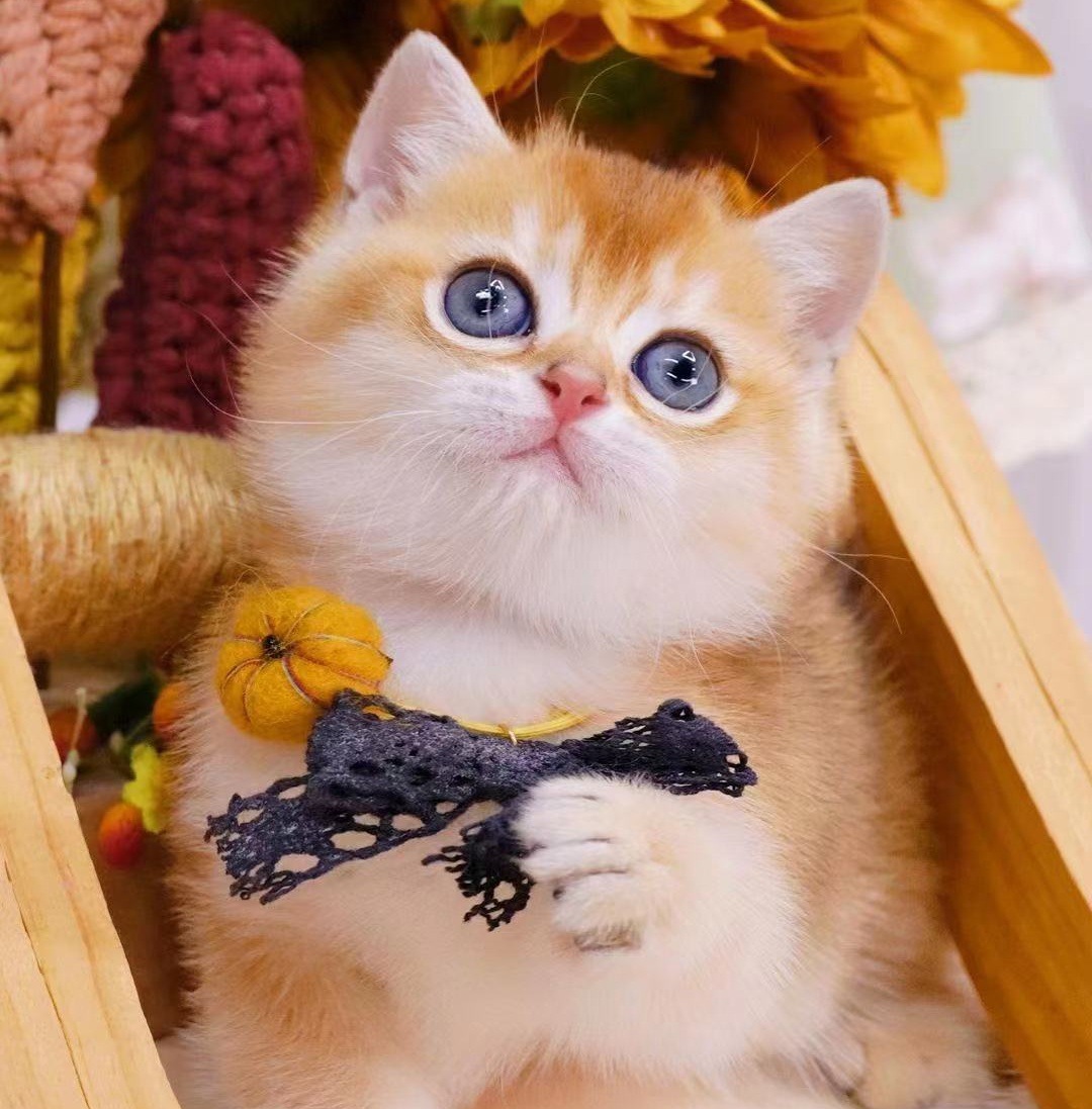 纯种金渐层金建成英短11色12色银渐层活的可爱瞄猫咪英国短毛猫