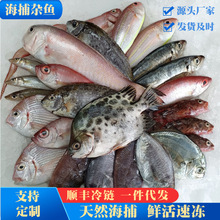 现捕现发海杂鱼批发新鲜深海鱼大杂烩海鲜水产黄鱼鲳鱼多种组合鱼