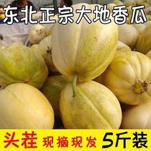 东北香瓜京密头茬现摘小甜瓜新鲜水果时令应当季整箱皮白糖罐蜜瓜