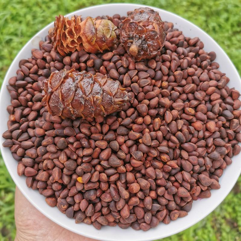 大兴安岭野生整马尾松子盐水煮小松树籽坚果真空装克新货食用