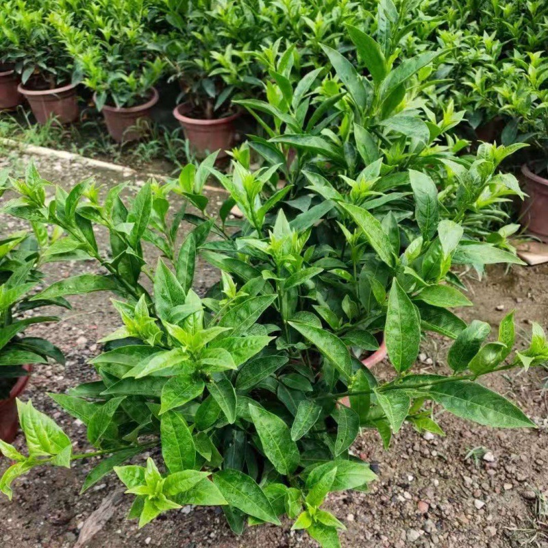 夜来香花树苗盆栽阳台庭院花园四季盆景带花苞开花不断浓香多年生