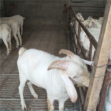 白山羊多少钱一只 种公羊哪里有卖的 育肥白山羊 小羊苗哪里便宜