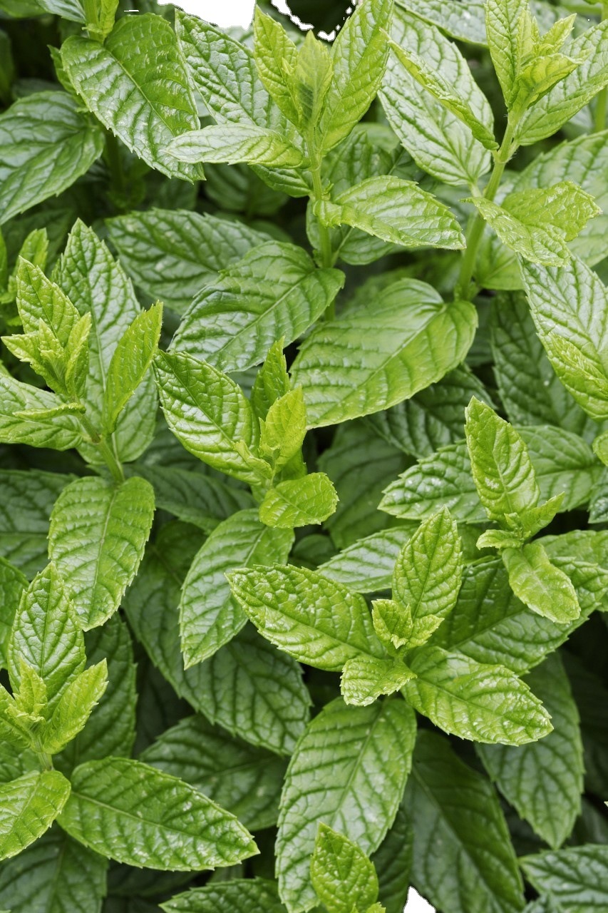 留兰香油 65 ,cas: 8008-79-5,大量现货-阿里巴巴