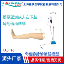 静脉输液腿模型 成人左下肢穿刺输液抽血训练假肢 输液大腿模型