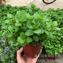 香花香水薄荷花盆栽花卉食用柠檬薄荷花苗室内阳台办公桌面植物