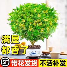 香水米兰花盆栽绿植室内植物花卉客厅阳台四季开花植物栀子花好养