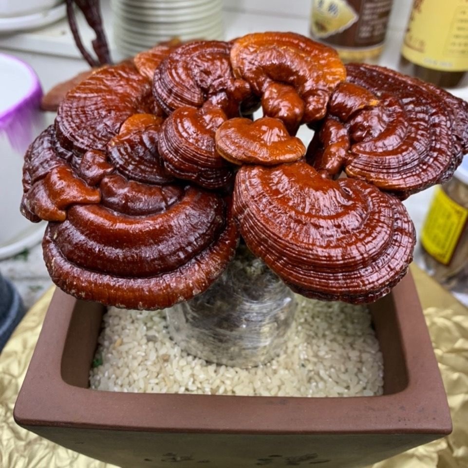 活灵芝盆栽灵芝摆件观赏灵芝盆景摆件赤灵芝种植多肉冬季办公居跨